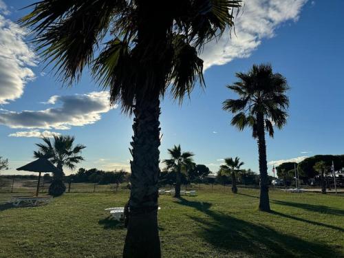 a group of palm trees in a park at Joli Bungalow 464 pour 4-6 pers Camping Siblu Lac des Rêves Lattes in Pérols