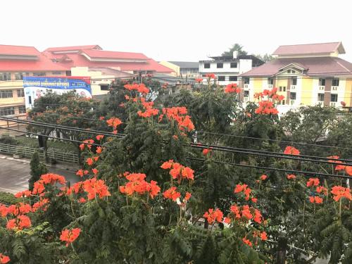 a group of orange flowers in a city with buildings at Hug House in Chiang Rai