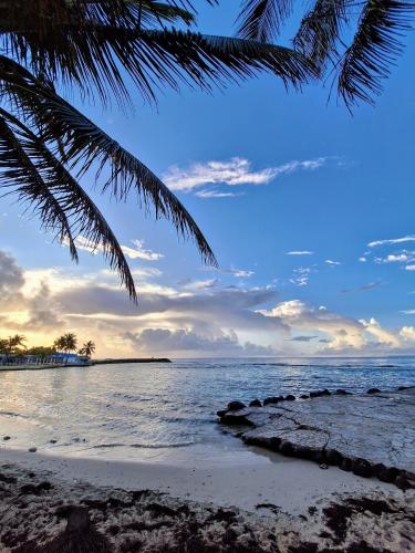 a beach with a palm tree and the ocean at Ti Paradis Gwada Saint François, Vue Mer, Cuve à Eau, Parking Privé in Saint-François