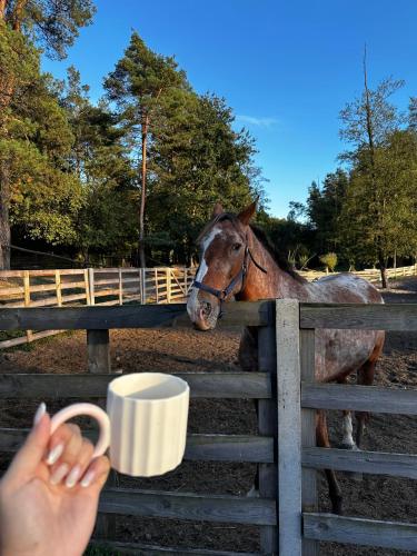 a horse looking over a fence with a person holding a cup at Pokoje Stajnia Kaliska in Łochów