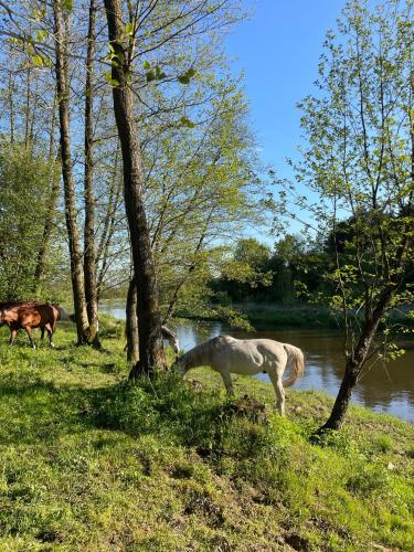 two horses grazing in the grass next to a river at Pokoje Stajnia Kaliska in Łochów