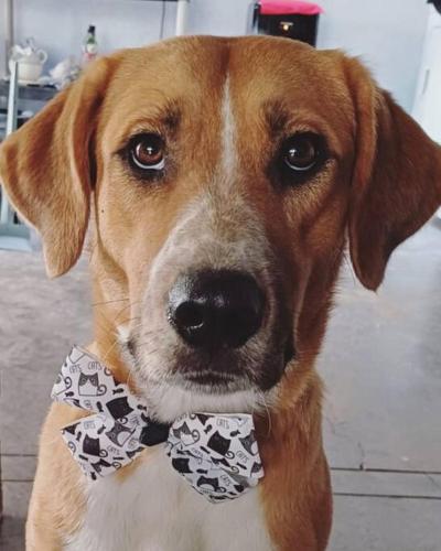 a brown dog wearing a bow tie with cows on it at Casa Franco - Modern Architecture Home with AC in San Miguel de Allende