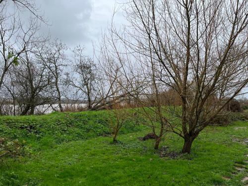 un groupe d'arbres dans un champ à herbe verte dans l'établissement Maison de campagne - proche Bordeaux, à Saint-Vincent-de-Paul