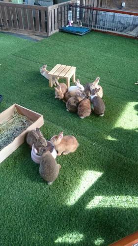 Animales en la casa de huéspedes o alrededores