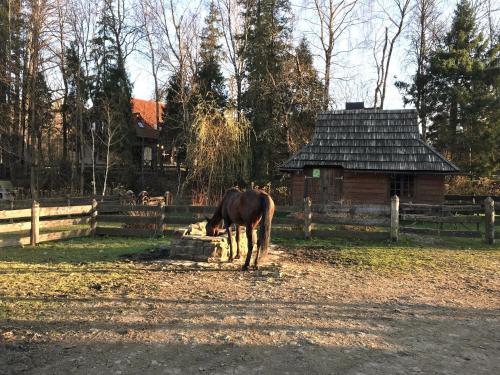 Zvířata v bed and breakfast nebo okolí