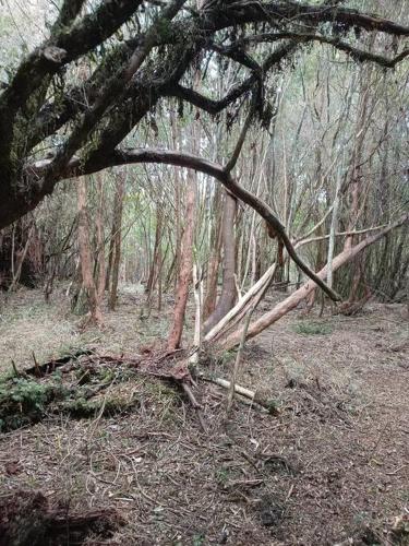 a fallen tree in the middle of a forest at Cabaña en el bosque con opción tina caliente in Puerto Varas