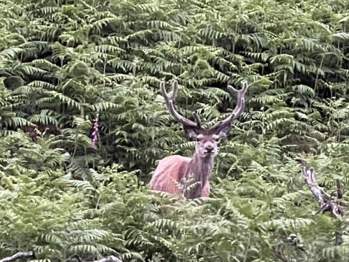 a deer with large antlers standing in the bushes at The Classrooms, Loch Ness Abbey - 142m2 Lifestyle & Heritage apartment - Pool & Spa - The Highland Club - Resort on lake shores in Fort Augustus