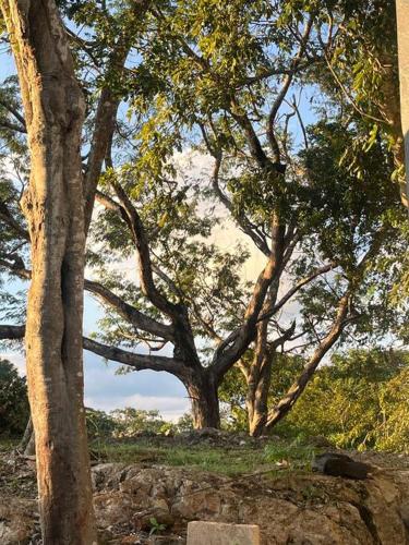 a group of trees on top of a hill at Casa Aurora in Pisté