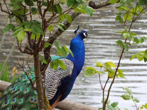 a peacock is sitting on a tree branch at Maison de charme, 14 personnes, vue sur le canal in Rohan