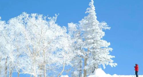 a person standing next to two trees covered in snow at ZABOCON YOICHI Villa in Yoichi