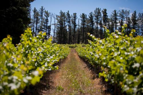 a field of flowers with trees in the background at Modderkloof Farm Accommodation in Paarl