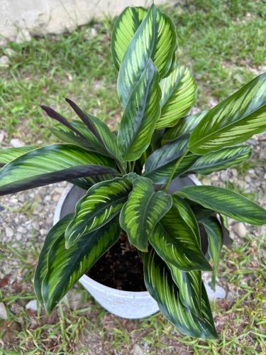 a green plant in a white pot on the ground at 大方來富莊園民宿DF Life Lodge in Yongan