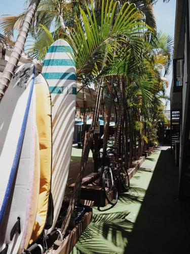 ゴールドコーストにあるBackpackers In Paradise 18-35 Hostelのヤシの木の横に並ぶサーフボード