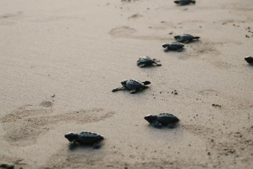 a group of turtles walking on a beach at Breathtaking Beachfront 3 Bedroom Penthouse Bokarina Sunshine Coast in Bokarina