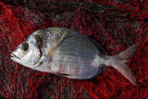 a fish sitting on top of a red blanket at Hotel Villa Ducale in Taormina