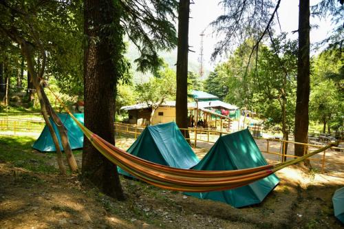 a hammock tied to a tree in a forest at Himtrek Stays,Mcleodganj in McLeod Ganj