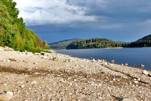 un groupe d’oiseaux assis sur une rive rocheuse d’un lac dans l'établissement Gästehaus Seewald- Ferienwohnung 7 "Eiche", Schluchsee, Blasiwald, à Schluchsee
