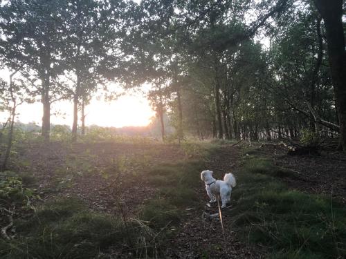 a white dog standing in a field with trees at Mijn Buitenhuis in Elspeet