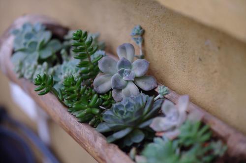 a planter filled with plants on a wall at Maison de Hill Home in Dồng Văn