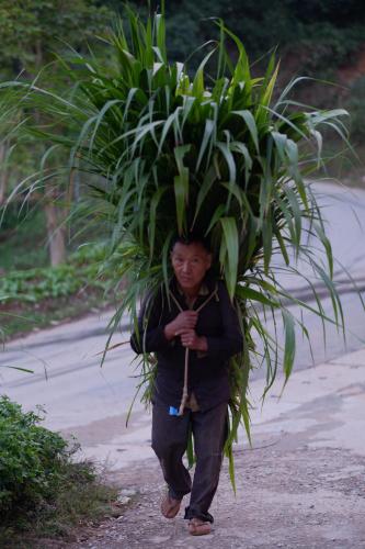 a man walking down a road carrying a plant on his head at Maison de Hill Home in Dồng Văn