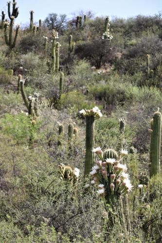 a group of cacti in a field of plants at Las Valentinas Hospedaje de Montaña in Chilecito
