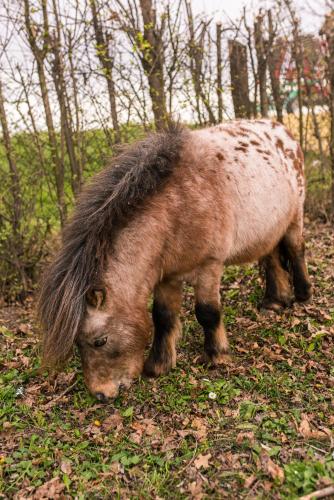 a small brown pony eating grass in a field at Brkin salaš in Čenej