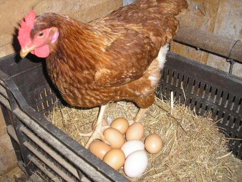 ファームステイの敷地内または近くにいる動物