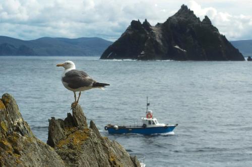 a bird sitting on a rock with a boat in the water at Valentia Island Escape in Valentia Island