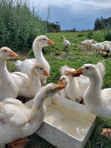 Άλλα ζώα σε αυτό το διαμέρισμα ή στη γύρω περιοχή