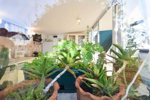 a person holding a bunch of plants in a room at Vila Valentina in Irig