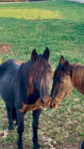 two horses standing next to each other in a field at Masseria Surace in Noci