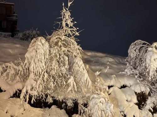 a christmas tree covered in snow at night at Giorgi Apartment In New Gudauri - Block 3 - N315 in Gudauri