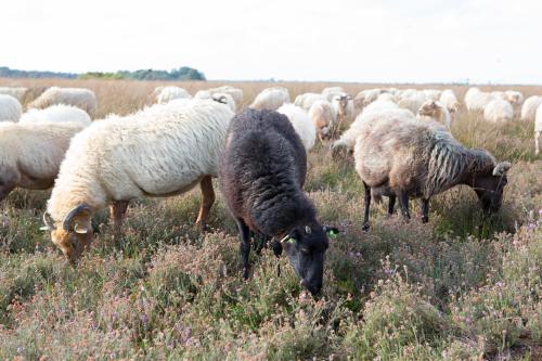 a herd of sheep grazing in a field of flowers at The Barnyard in Balinge