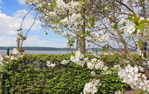a hedge with white flowers in front of a body of water at Ferienwohnung Userin in Userin