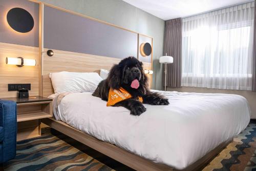 a dog sitting on a bed in a hotel room at Accent Inns Burnaby in Burnaby