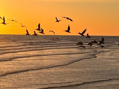 a flock of birds flying over the ocean at sunset at Departamento Tulipán in San Felipe