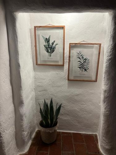 two framed pictures and a potted plant on a wall at Casa do Montado in Portel