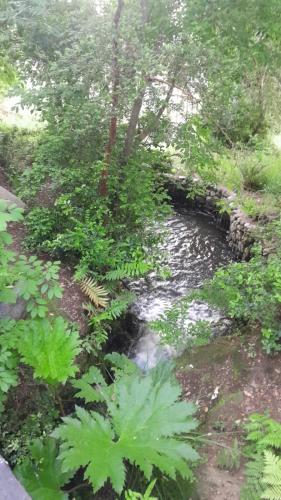 ein Wasserlauf in einem Feld mit Bäumen in der Unterkunft Alta Vista Pucon Centro in Pucón
