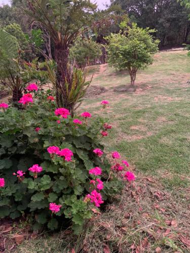 a bush of pink flowers in a yard at Praia de Palmas - Suíte 01 in Governador Celso Ramos