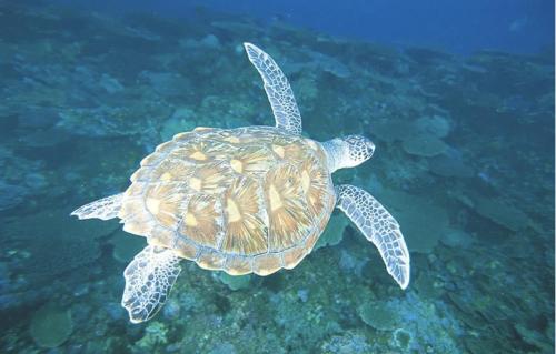 a green sea turtle swimming in the ocean at Coconut point lodge in Kumbalgama
