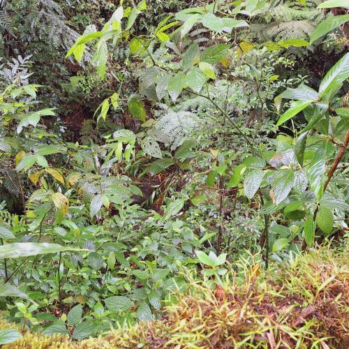 Taman di luar Campana Lodge n' Trails
