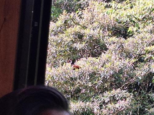 Taman di luar Campana Lodge n' Trails