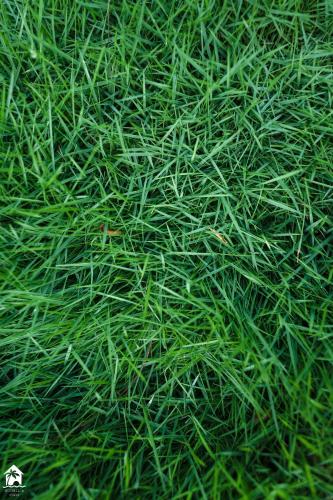 a field of tall green grass at Parambi by Soumils Stays in Longhar