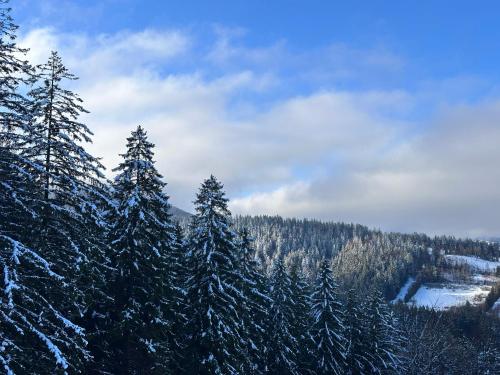 a group of pine trees covered in snow at The Pines Bucegi Lodge in Bran