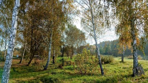 a group of trees in a field with grass at Sherwood Lake Hotel in Berezovka