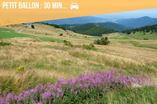a field of grass with purple flowers in the foreground at Charmant studio au cœur d une station des Vosges in Sondernach
