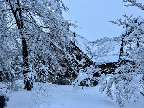 a snow covered forest with trees and a building at Hakuba Riverside Loghouse in Hakuba