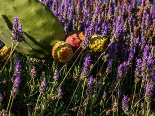 a field of purple flowers with a group of mushrooms at Blue Eye Grand Villa Mykonos in Kalafatis