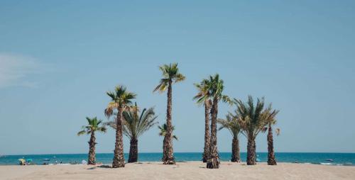 un grupo de palmeras en la playa en Appartement T2 - 2 a 4 Personnes - Vue sur Mer - 4CAPE2N10, en Narbonne-Plage