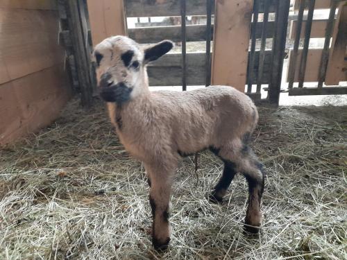 a baby lamb standing on hay in a barn at Hallmoosgut in Sankt Johann im Pongau